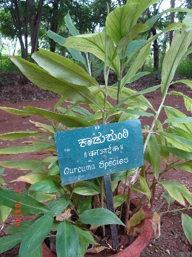 Ginger plant  - Photographed at Ayurvedic farm near Mangalore.