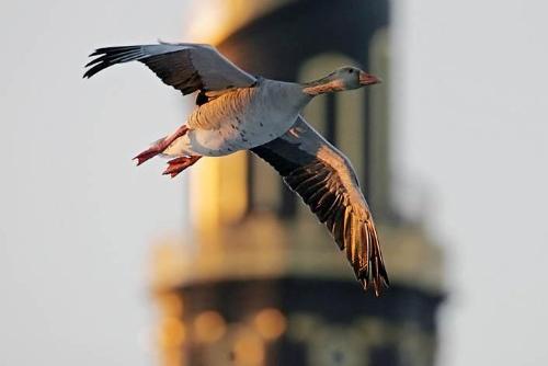 bird - searching for what???c here in my images gallery iam here