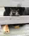 dog at the fence - fencing in our beloved pets  to keep them save and at home