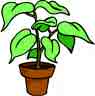 houseplant - mystery plant, we are on the prowl for an answer, the type of plant often gives you the information you need to grow them successfully