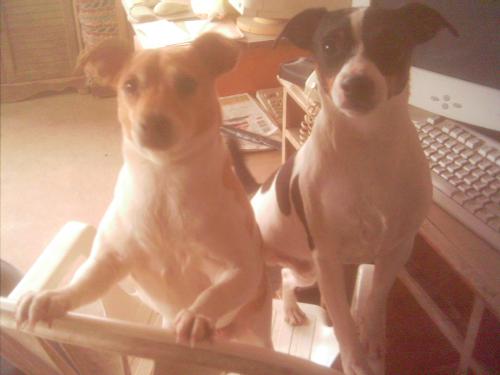 Millie Marie and Blacktail - rat terriers