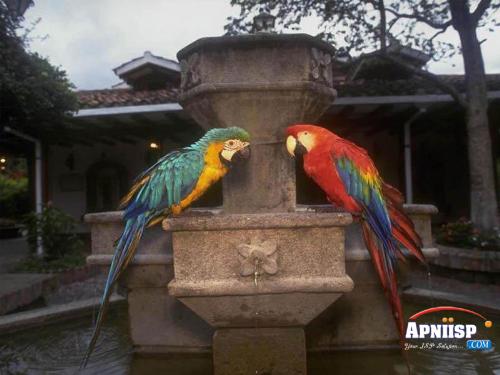 parrots - two parrots