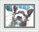 milo - cute n cuddly