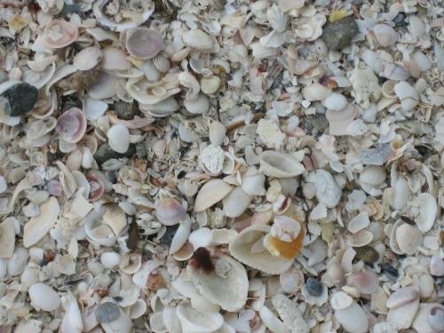seashells - All of the seashells washed up on the shore.  There was a huge strip of shells just before the water and the sunset, and it was so beautiful.  This picture and the memories that i have from that day are inspirations in alot of my poetry that i have wrote!