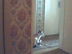 cat - my cat