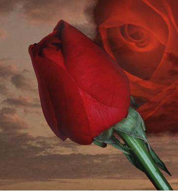 Rose - Rose is a rose is a rose is a rose a rose