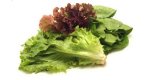 lettuce - lettuce