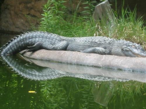 gator - We took a picture of a Alligator at the zoo.