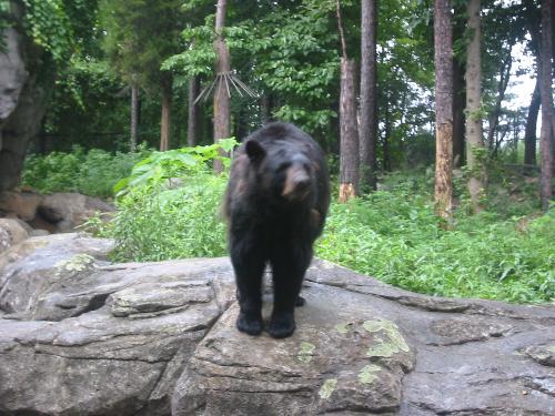 bear - bear at the zoo