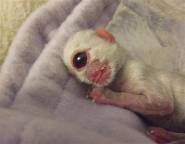 One eyed cat from hell! - This is a cool photo I saw on yahoo! news. it's a mutated cat with only one eye.It only lived for one day...I think it's cool though.