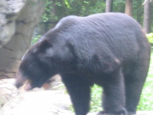 bear - bear at the zoo