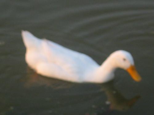 duck - duck at the park