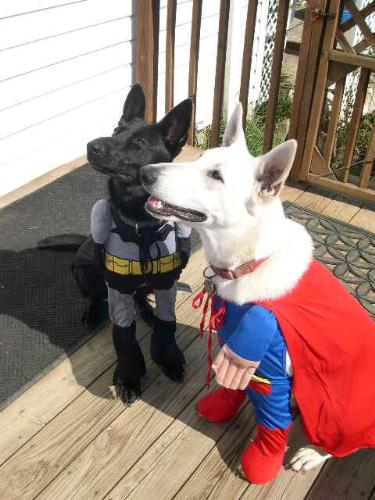 trick or treat - Mandy and Ginger in their Halloween costumes.