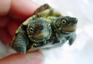 Two head turtle - Two head turtle