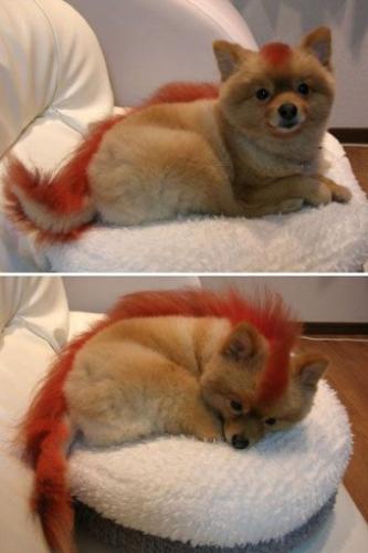 FireFox - FireFox