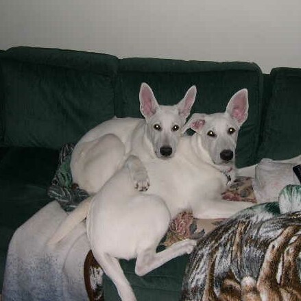 Casper and Kimba - Casper and Kimba, my two baby boys who were murdered by my neighbor. Littermates. White German Shepher dogs. Just over a year old. Sadly missed.