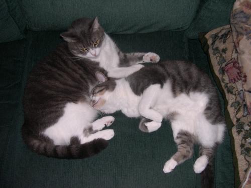 Tidy and Lucy - My kittys; Tidy and Lucy