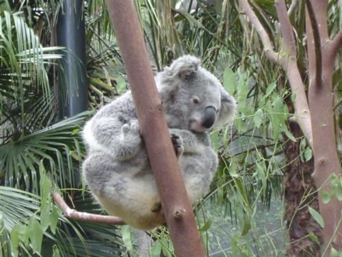 Koalas - Koalas