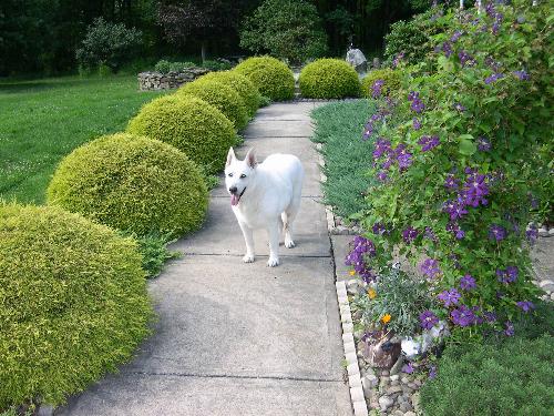 Pete - Pete.  My first White German Shepherd dog.  He died an old guy.  Because of him, we will always have a White german Shepherd.  He was a special dog and we miss him.