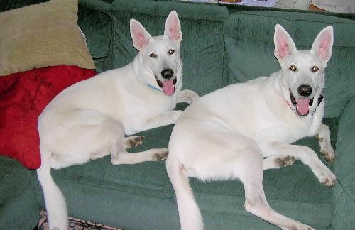 Casper and Kimba on couch - My boys on the couch, again.  These are the ones my neighbor murdered.