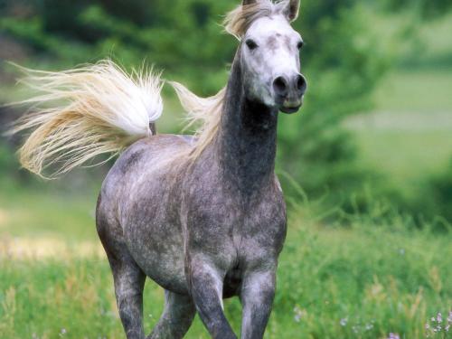 gray horse - beautyfull gray arabian horse
