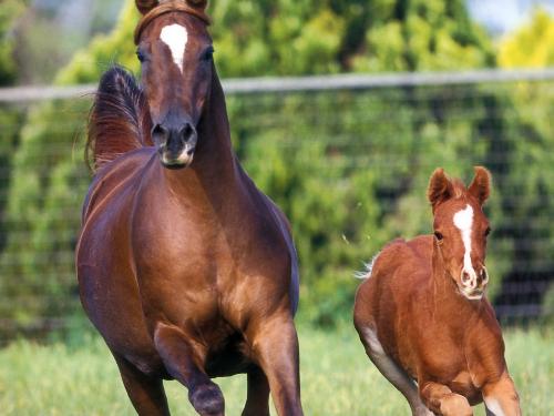 horses - brown arabian horses