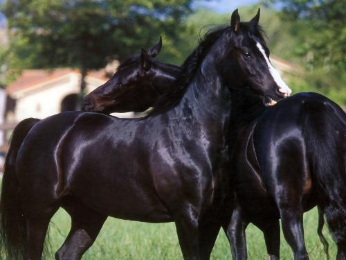 black horses - arabian black horses
