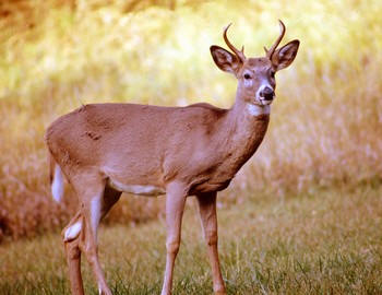 Deer - Deer