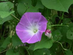 Ipomea - photography, Yahoo, Google, Yahoo 360, making money, Internet, savings, investment