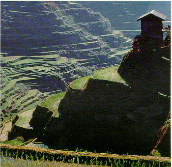 rice terraces - rice terraces