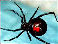 Black Widow Spider - BWS