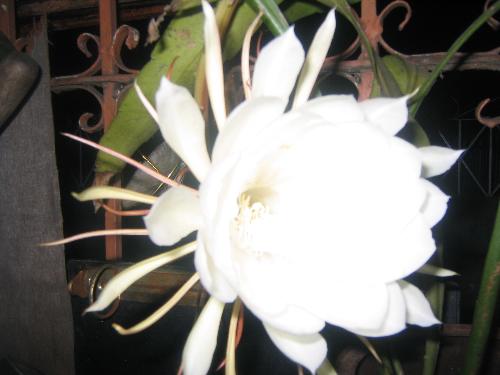 wishing plant - this flower only bloom at midnight... they say that if you see this flower bloom you can wish from it..  i tried of wishing but up to now nothing happens..