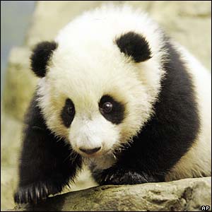 a little panda - This a sweet panda, I like it so much and I want to share with you all!