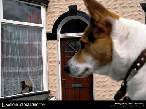 Dog Pictures - dog, pet animals