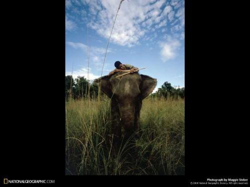 Cute Elephant - elephant and its activity