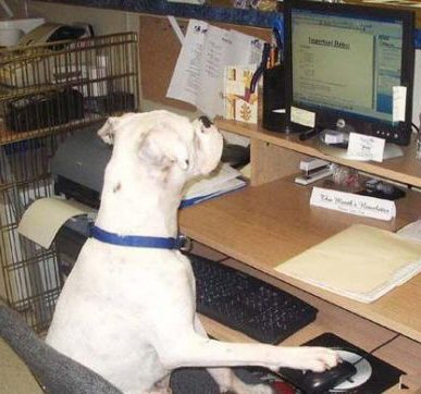 Dog surfing the net - The real revolution in the Internet is even dogs surf the web already.