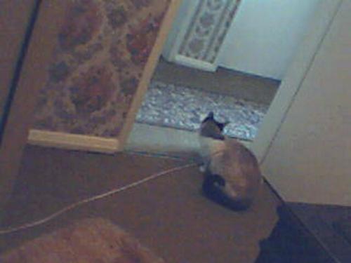 my cat - my cat