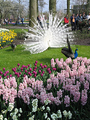 Peacock - Its white in color