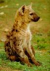 hyena - a sitting hyena