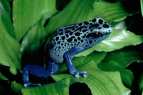 Poison Arrow Frogs - Poison Arrow Frogs Poison Arrow Frogs - Poison Arrow Frogs