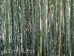 bamboo - bamboo bamboo - bamboo
