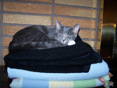 My cat - This is my cat Mimi.