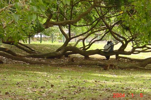 Love tree - This tree is a very famous one in the university students.Many couples who are loving each other are spend there time mostly at hear.