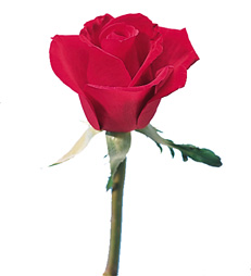 Rose - first red variety