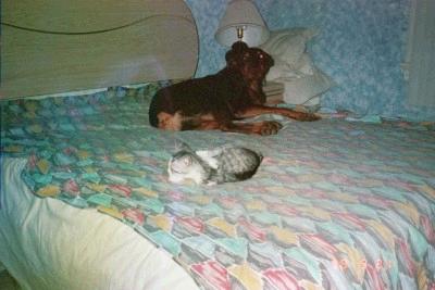 Doberman and Kitten - Dogs and cats can get along very well. This is a picture of one of my dogs and one of our kittens taken in 1998. They got along real well. Once, the kitten was stuck in a room and could not get out. The Doberman pushed the door open so the cat could go into the hallway and the cat was so thankful that he snuggled up against the dog. It was one of the cutest things I have ever seen and I wish I'd had my camera ready.