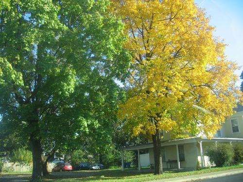 a tree in fall color season - u can c how sweet it is