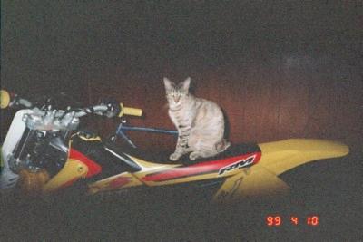 Cat Loves Motorcycles - This is a picture of one of our cats sitting on a Suzuki RM250 that we used to own.