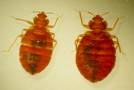Bed Bugs - Bed Bugs and Bite
