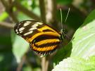 butterfly - a lovely insect