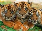 tiger kids - tigers!
